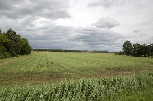 Grunty Rolne Wokół Naarden Holandia 2020 — Zdjęcie stockowe