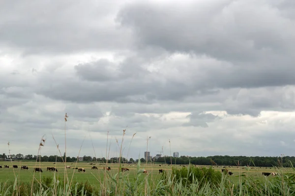 Campos Agrícolas Con Vacas Distancia Alrededor Naarden Países Bajos 2020 — Foto de Stock