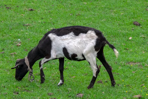 Goat Eating Grass Abcoude Netherlands 2020 — Stock Photo, Image