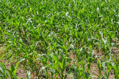 bir alanda genç mısır bitkileri