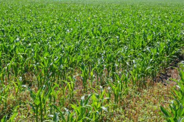 bir alanda genç mısır bitkileri
