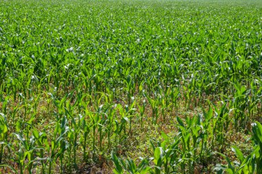 bir alanda genç mısır bitkileri