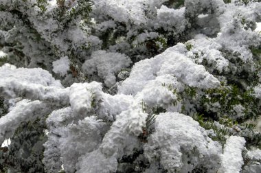 Hollanda, Amsterdam 'da Noel ağacına sahte kar yağdı.