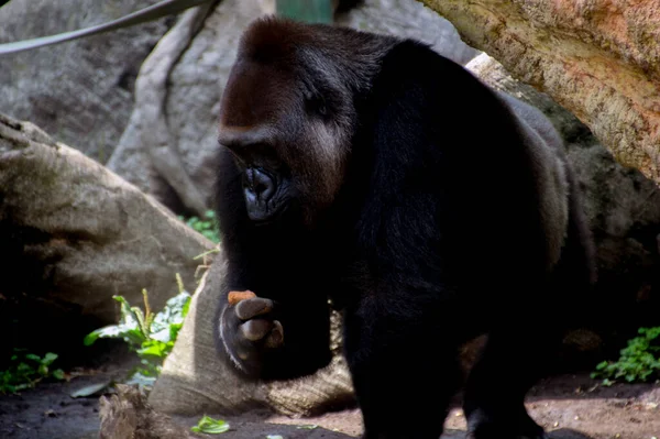 Gorilla Zoo Ueno Tokio Japonia 2016 — Zdjęcie stockowe