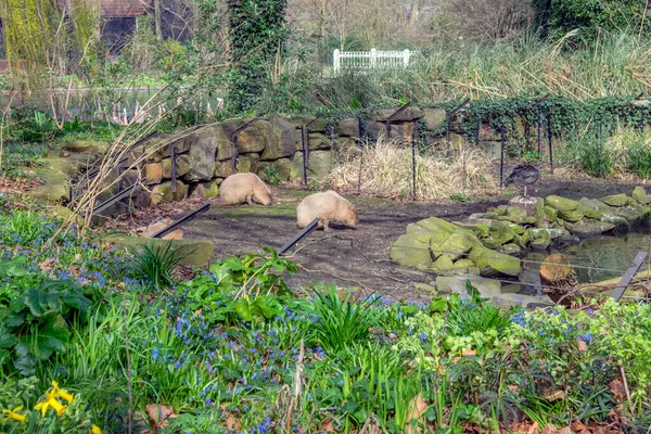Capybara Artis Hayvanat Bahçesinde Amsterdam Hollanda 2018 — Stok fotoğraf