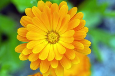 Muiden 'daki Calendula Memurlarını Kapat Hollanda 31-8-2021