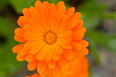 Muiden 'daki Calendula Memurlarını Kapat Hollanda 31-8-2021