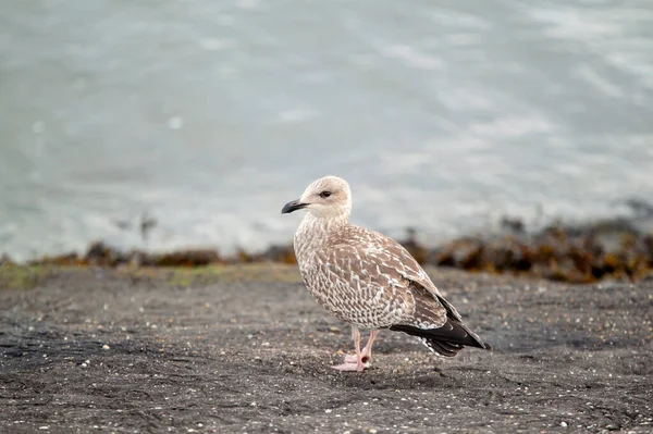 Close Thayer Gull — Fotografia de Stock