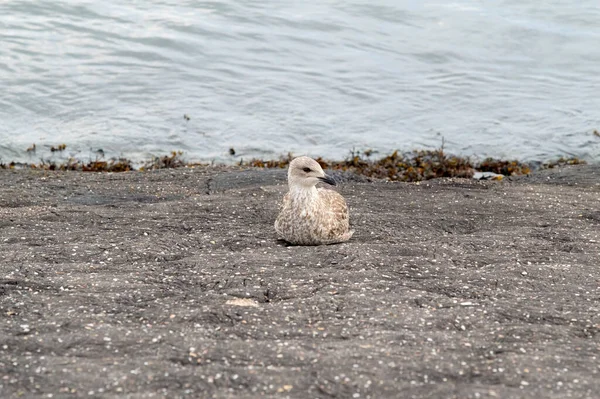 Close Thayer Gull — Fotografia de Stock