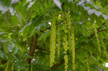 Karaağaç 'tan İzole Edilmiş Tohumlara Yaklaş