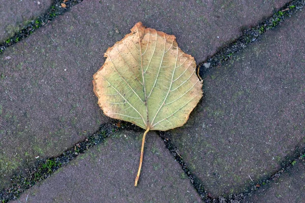 Schöne Nahaufnahme Eines Herbstblattes — Stockfoto