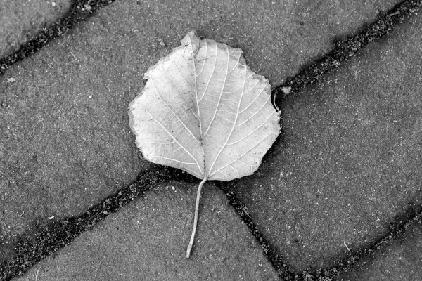 Beautiful Close Autumn Leaf Black White — Stockfoto