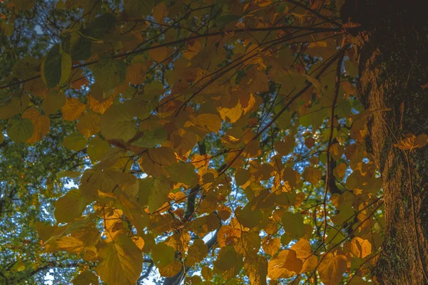 Bir Ağaçta Yaprakların Kapanışı — Stok fotoğraf