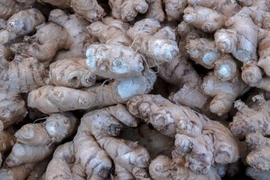 Ginger 'ı Amsterdam' da Yaklaş Hollanda 4-1-2021