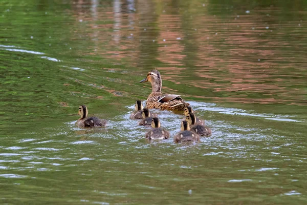 Hermosa Madre Pato Con Los Pequeños Amsterdam Los Países Bajos — Foto de Stock