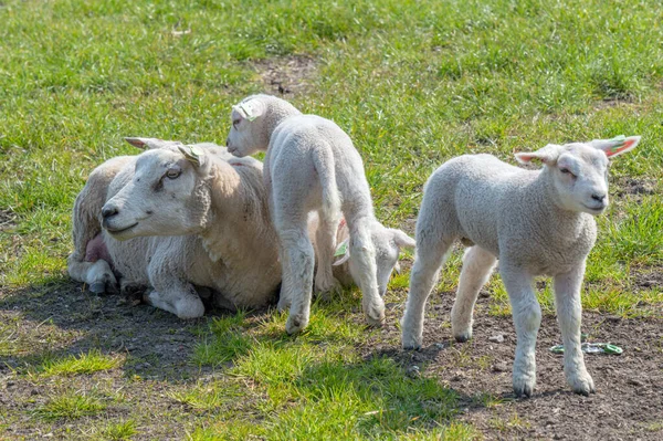 2014 Close Female Sheep Little Ones Aboude Netherlands 2019 — 스톡 사진