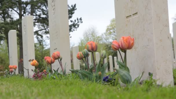 Flowers Commonwealth War Graves Nieuwe Ooster Graveyard Amsterdam Netherlands 2020 — Stock Video