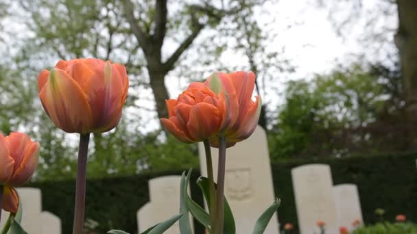 Квіти Кладовищі Амстердамі Нідерланди 2020 — стокове відео
