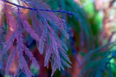 Amsterdam 'daki Soyut İğneler Ağacını Kapat Hollanda 29-10-2021