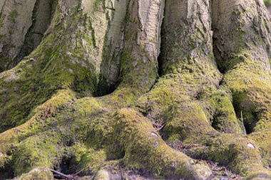 Fagus Sylvatica Ağacı ve Meripilus Giganteus Mantarı Amsterdam 'da 12-4-2021