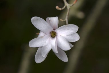 Amsterdam 'daki Çiçek Magnolia Stellata Ağacı' nı Kapat Hollanda 12-4-2021