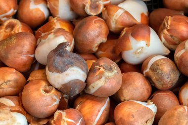 Amsterdam 'daki Lale Ampullerini Kapat Hollanda 9-11-2021