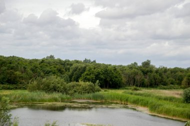 Diemen 'deki Ağaçlarla çevrili Küçük Göl Hollanda 30-6-2020
