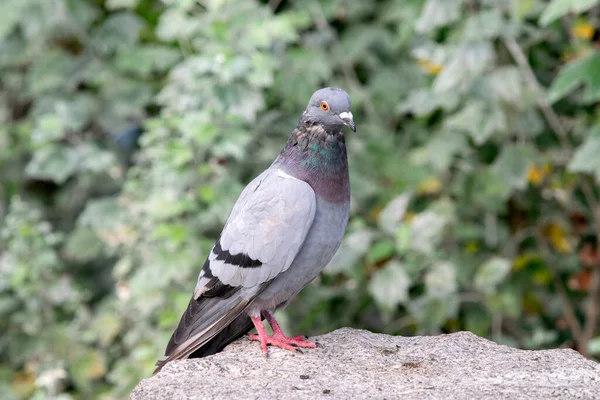 Fermer Pigeon Sur Une Pierre Amsterdam Pays Bas 2021 — Photo