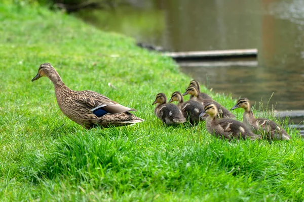 Grupa Małych Kaczek Matka Amsterdamie Holandia 2022 — Zdjęcie stockowe