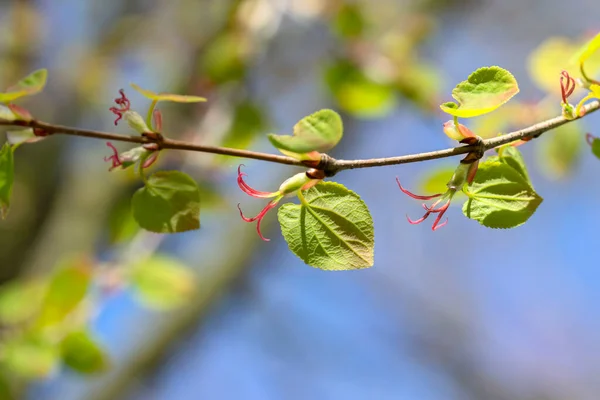 Chiudi Foglie Cercidiphyllum Japonicum Tree Amsterdam Paesi Bassi 2022 — Foto Stock