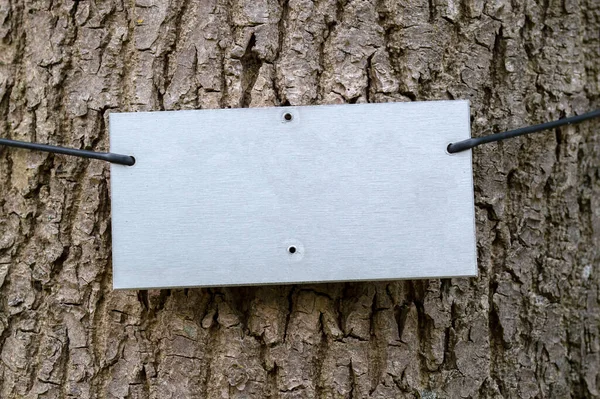 Plaque Métal Pour Remplir Votre Propre Texte Sur Arbre Amsterdam — Photo