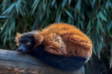 Kırmızı Yakalı Lemur Artis Hayvanat Bahçesinde Amsterdam Hollanda 28-3-2022