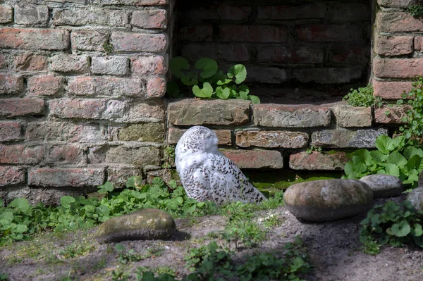 Snowy Owl Artis Zoo Amsterdam Нідерланди 2022 — стокове фото