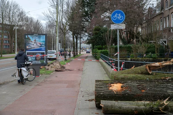 Baumfällungen Beim Eunice Sturm Amsterdam Niederlande 2022 — Stockfoto