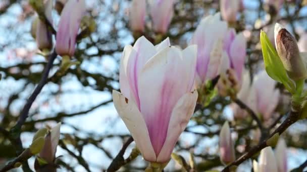 Close Magnolia Soulangeana Amsterdam Netherlands 2022 — Video Stock