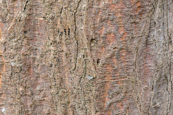 Bark Acer Cappadocicum Maple Tree Amsterdam Netherlands 2022 — Fotografia de Stock