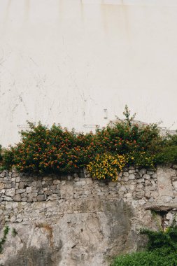 Duvardaki çiçekler