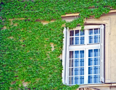 vintage pencere Ivy ile kaplı