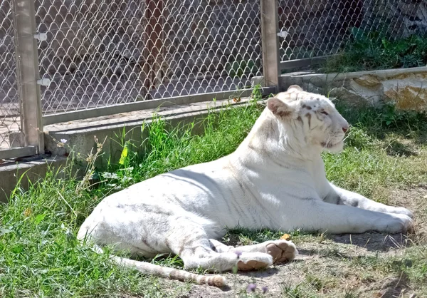 Tigre blanc — Photo