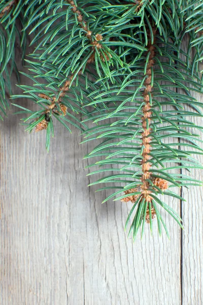 Christmas fir tree on wooden background Stock Image