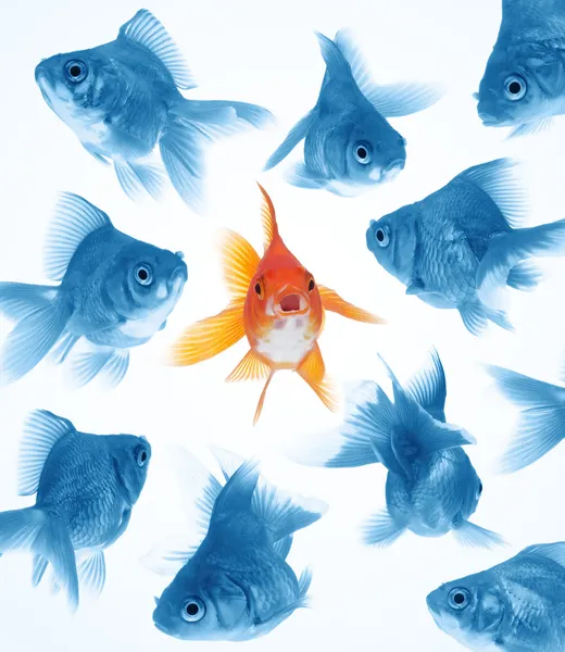 Difference by goldfish — Stock Photo, Image