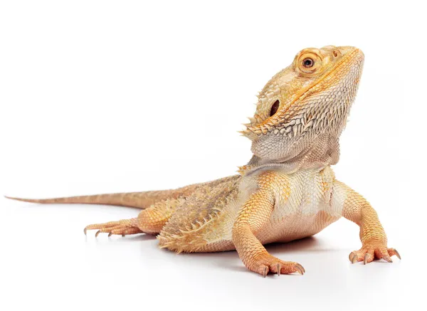 Bearded dragon — Stockfoto