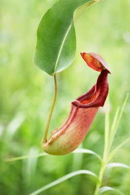 pitcher plant clipart