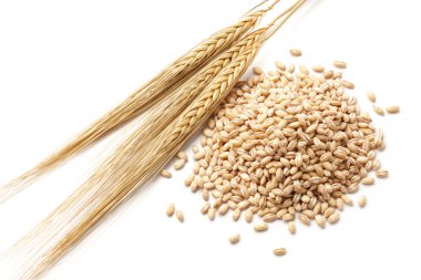 barley with grains clipart