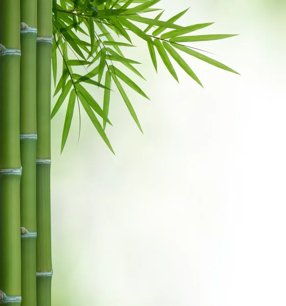 Bambu — Fotografia de Stock