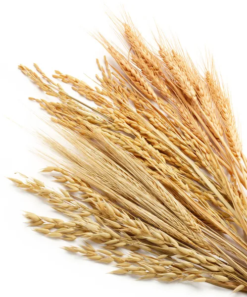 穀物の植物 — ストック写真