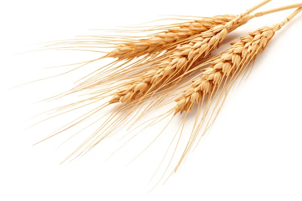 Wheat ears — Stock Photo, Image