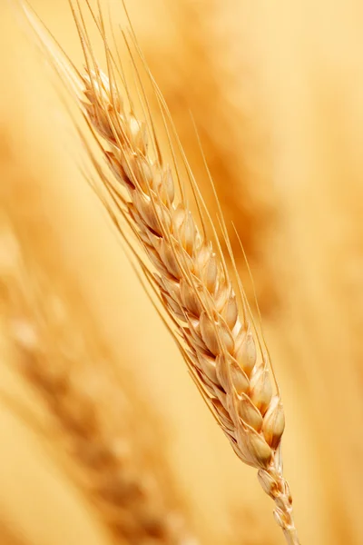 Pšenice ve farmě — Stock fotografie