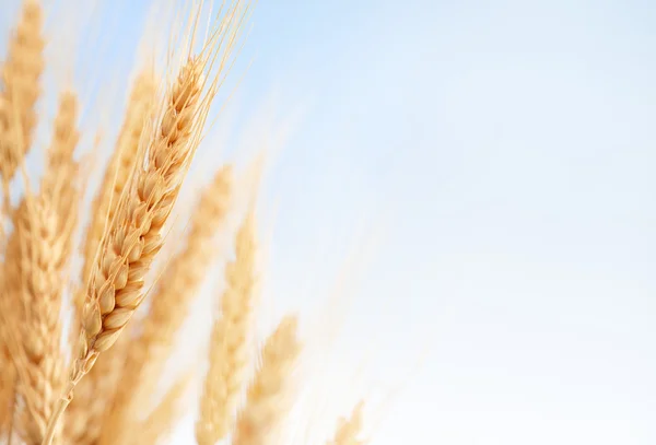 Spighe di grano in azienda — Foto Stock