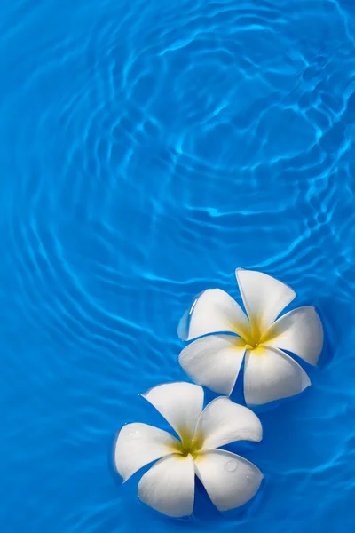 Frangipani — Stock Photo, Image